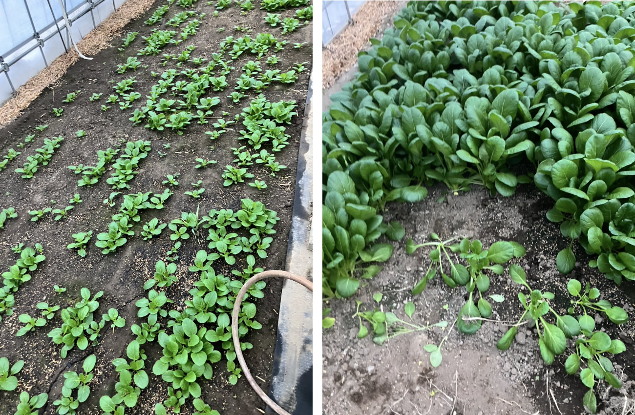 坂井平野で二毛作として作られる小松菜