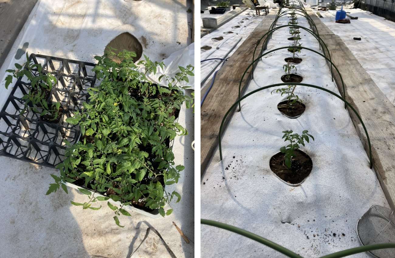 坂井平野で二毛作として作られるデミトマトや越のルビーの苗